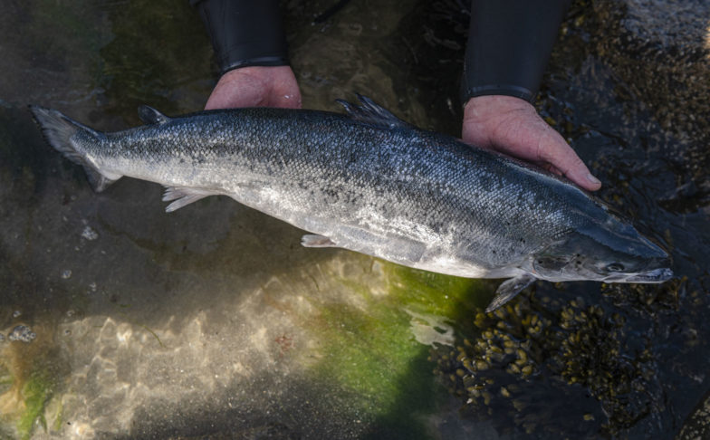 Salmon of Knowledge
